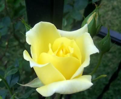 Yellow Rosebud