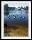 Geese at the Metter Welcome Center