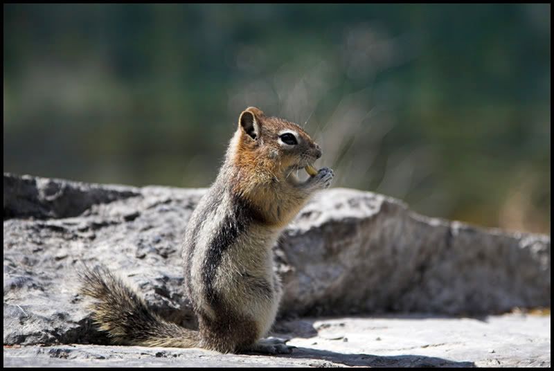 IMAGE: http://img.photobucket.com/albums/v479/kbsub/Canada/canmorewalk35.jpg