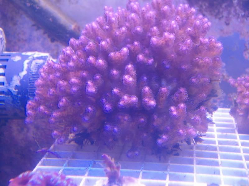Purplepocilipora8-08.jpg