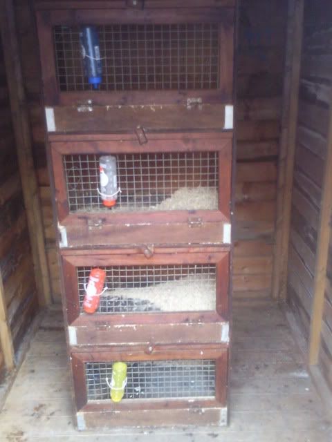 cages002.jpg