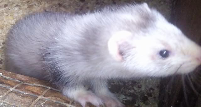 ferret001.jpg