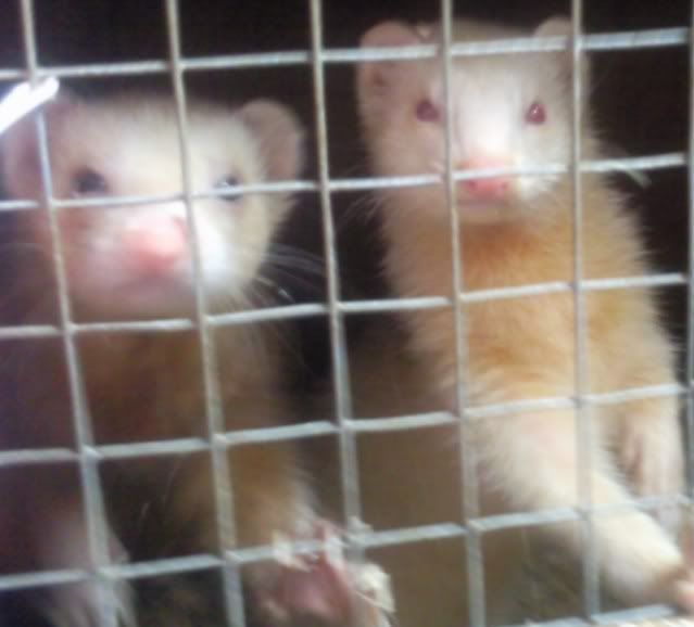 ferret003.jpg