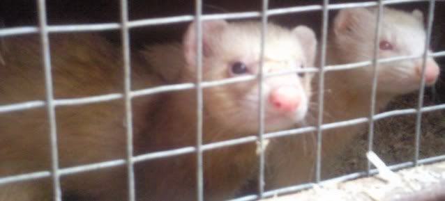 ferret005.jpg