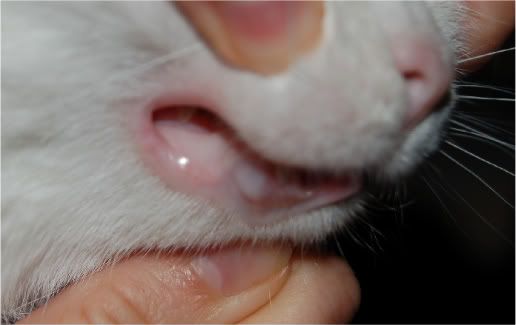 Cats Gums