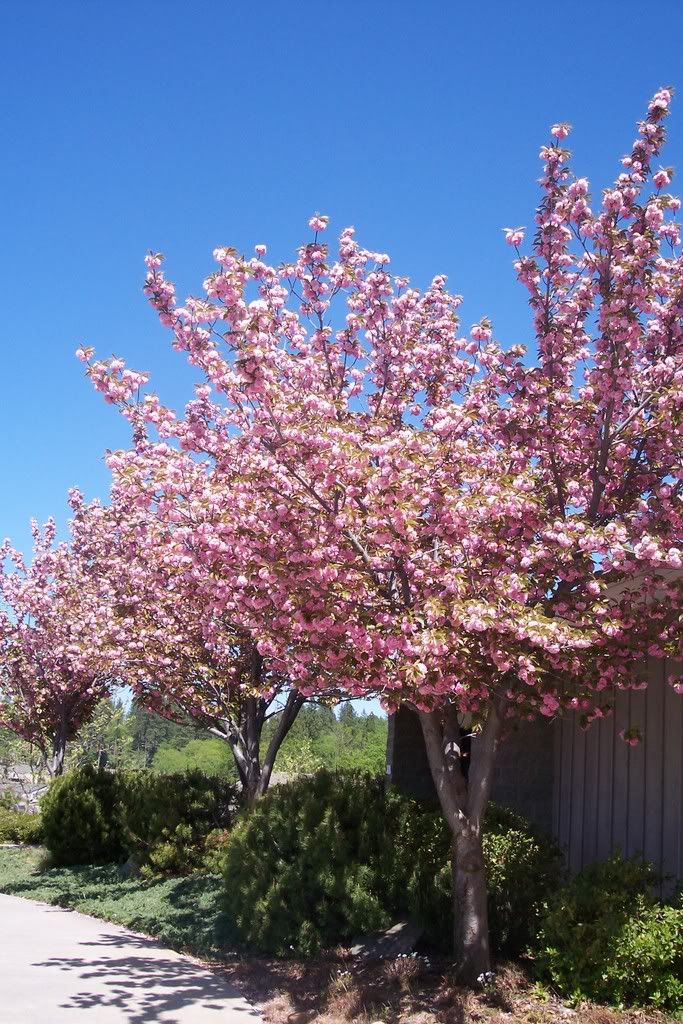 Flowering Cherry trees Pictures, Images and Photos
