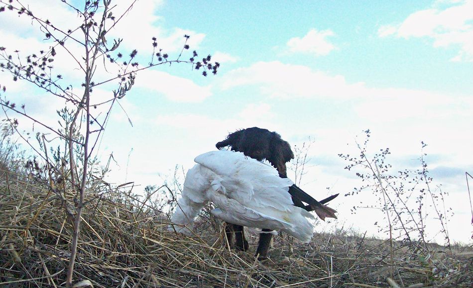 Boykin Spaniel Questions Duck Hunting Forum