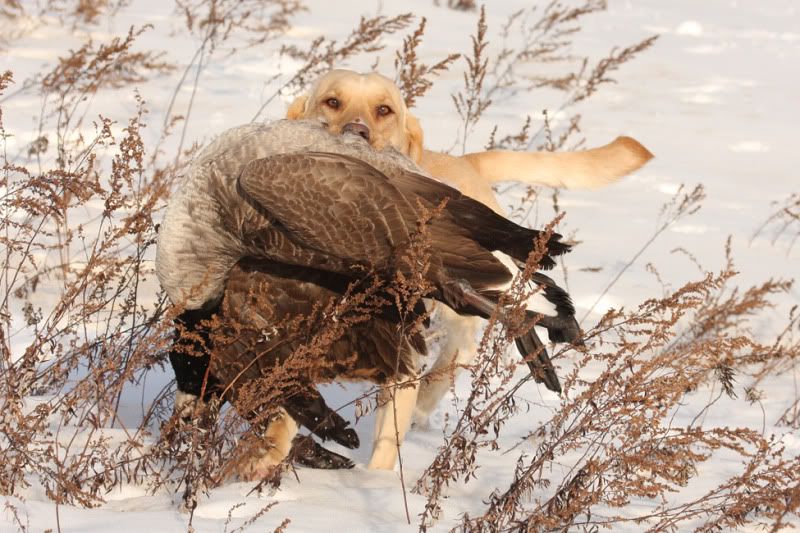 command vocabulary? Duck Hunting Forum