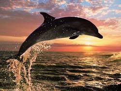 6213_Dolphin_Sunset_Jigsaw_Puzzle_l.jpg