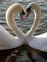 Swans_.jpg