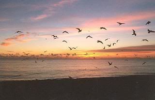 birdssunrise1.jpg