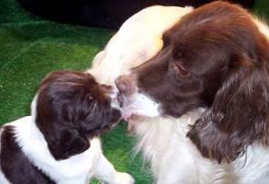 puppy_kiss_.jpg
