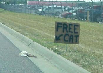 Free cat, hahaha