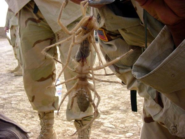 Two camel spiders (tossing salad) in Iraq.