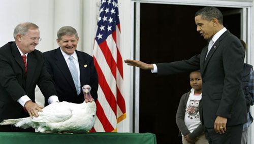 President Obama pardons Courage, a 45-pound turkey, at the White House on November 25, 2009.
