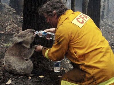 Sam the Koala is helped by a firefighter during this year's Australian wildfires.