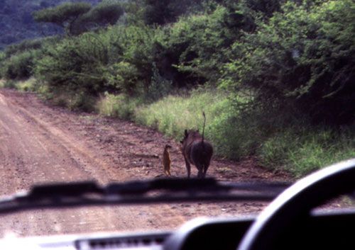 Timon and Pumbaa are real.
