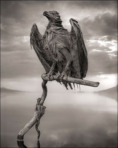 A petrified vulture that was found at Lake Natron in Tanzania.