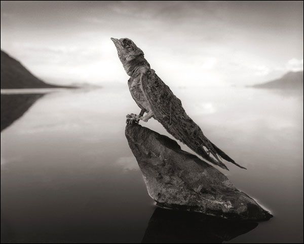 A petrified avian that was found at Lake Natron in Tanzania.