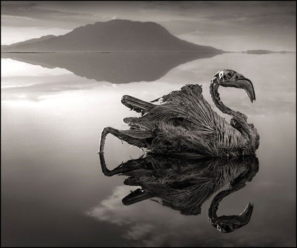 A petrified flamingo that was found at Lake Natron in Tanzania.