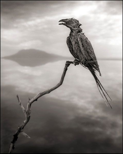 A petrified avian that was found at Lake Natron in Tanzania.