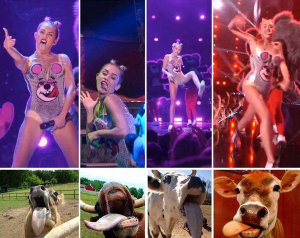 Miley Cyrus impersonates bovines at the 2013 MTV Video Music Awards.