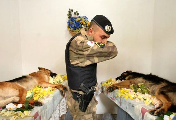 A soldier mourns for two dogs lost in combat.