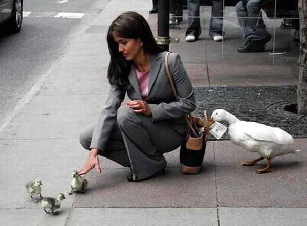 The Aflac Duck is apparently not getting paid enough by the insurance company.
