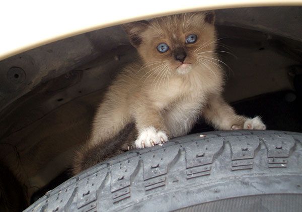 A kitten is resting atop the right front tire of my dad's Toyota Tacoma pickup truck.