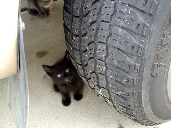 Another kitten is chillin' near the right front tire of my dad's Toyota Tacoma pickup truck.
