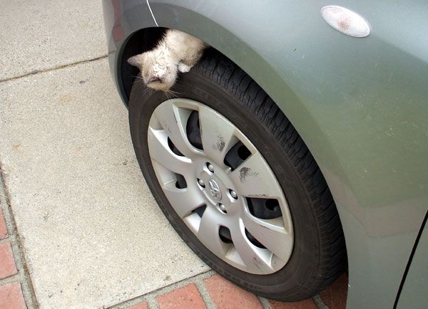 Another kitten is chillin' atop the left front tire of my brother's Toyota Yaris.