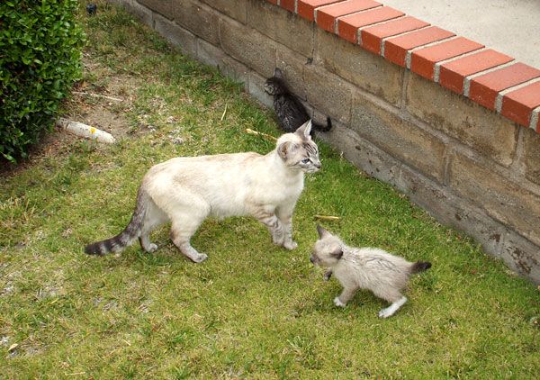 The cat and two of her offsprings loiter in my front yard.