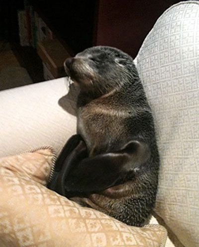 After finding its way into someone's house in New Zealand, a baby fur seal named Lucky takes a nap on the homeowner's couch.