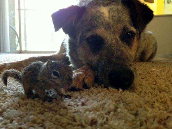 A baby squirrel and its new best friend.