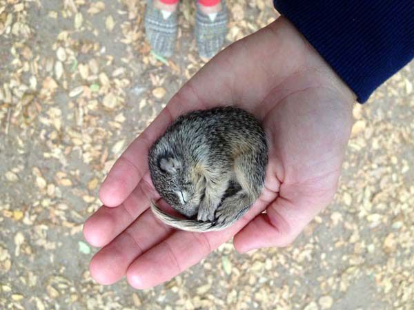 This baby squirrel was rescued after being found freezing out in the cold.
