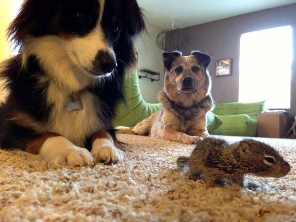 The baby squirrel and its two new best friends.