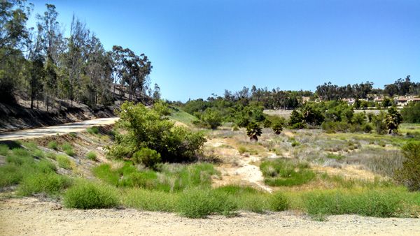 Another view from the trail Nancy and I used for our hike in Orange County, CA...on June 17, 2014.