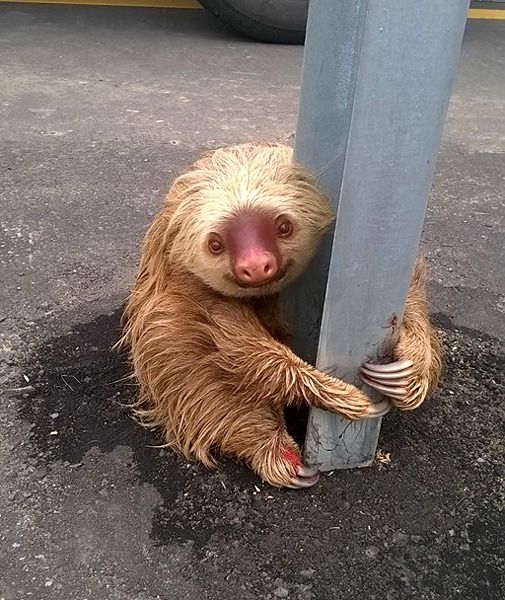 Despite being trapped in the middle of a highway in Ecuador, a sloth takes the time to look at the camera and smile.