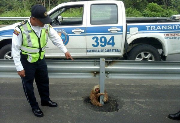 A transit police officer gazes down at the sloth that was trapped in the middle of a highway in Ecuador.