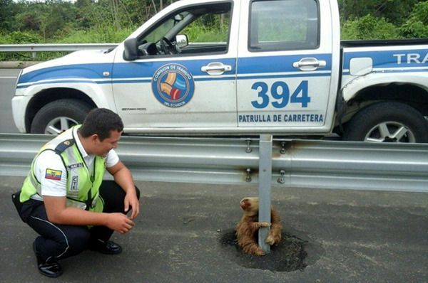 A transit police officer exchanges glances with the sloth that was trapped in the middle of a highway in Ecuador.