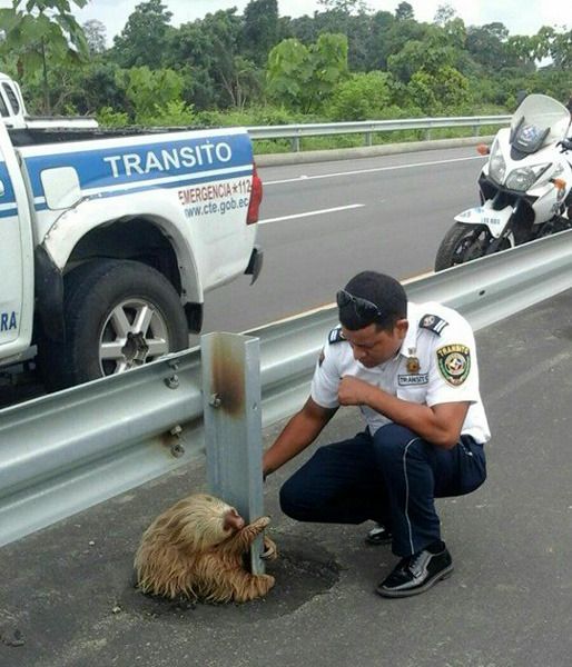 A transit police officer is about to tend to the sloth that was trapped in the middle of a highway in Ecuador.
