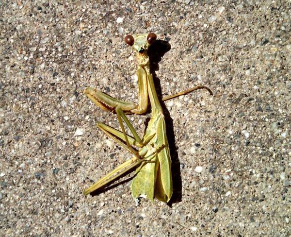 Stumbled upon this dead praying mantis laying on the driveway at my house, on October 3, 2014.