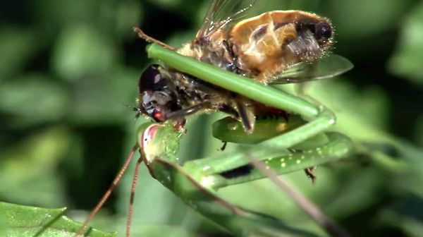 A praying mantis happily chews the face off a hapless fly in this screenshot from a Youtube video.