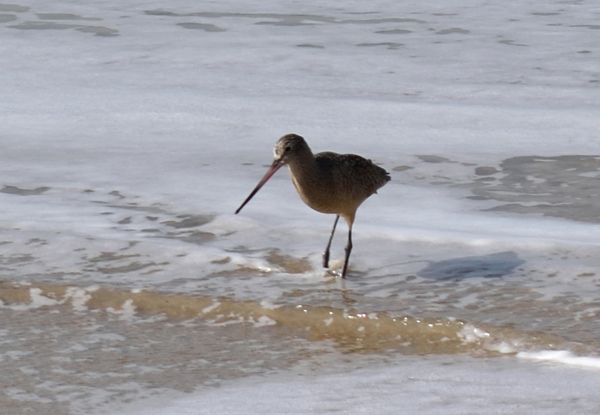 An image of a sandpiper seabird milling about along the shore at Crystal Cove Beach...as seen with my Nikon D3300 DSLR camera on January 17, 2018.