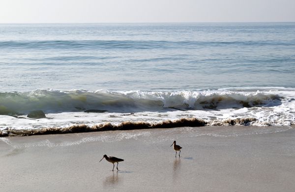 An image of two sandpiper seabirds milling about along the shore at Crystal Cove Beach...as seen with my Nikon D3300 DSLR camera on January 17, 2018.