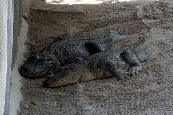 Checkin' out two alligators at Everglades Holiday Park in Florida...on August 15, 2008.