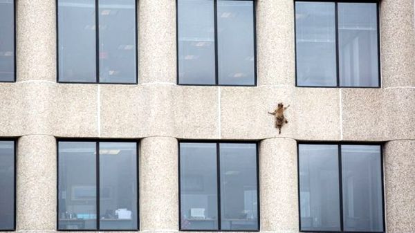 A snapshot of MPR Raccoon scaling the side of the UBS Tower in St. Paul, Minnesota...on June 12, 2018.