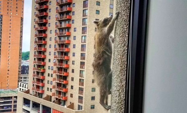 A snapshot of MPR Raccoon scaling the side of the UBS Tower in St. Paul, Minnesota...on June 12, 2018.