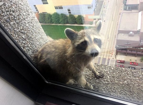 A snapshot of MPR Raccoon sitting on a ledge at the UBS Tower in St. Paul, Minnesota...on June 12, 2018.