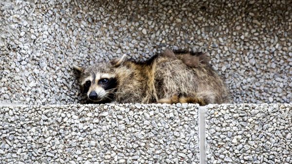 A snapshot of MPR Raccoon lying on a ledge at the Town Square Building in St. Paul, Minnesota...on June 12, 2018.